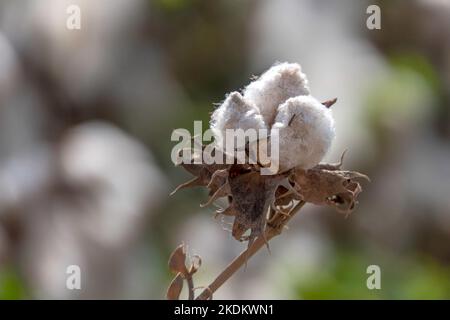 Ernte. Felder aus reifer Baumwolle mit offenen Mollen und flauschiger weißer Baumwolle. Israel Stockfoto