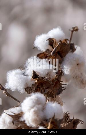 Ernte. Felder aus reifer Baumwolle mit offenen Mollen und flauschiger weißer Baumwolle. Israel Stockfoto