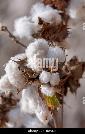 Ernte. Felder aus reifer Baumwolle mit offenen Mollen und flauschiger weißer Baumwolle. Israel Stockfoto