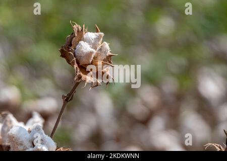 Ernte. Felder aus reifer Baumwolle mit offenen Mollen und flauschiger weißer Baumwolle. Israel Stockfoto