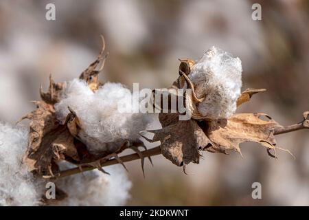 Ernte. Felder aus reifer Baumwolle mit offenen Mollen und flauschiger weißer Baumwolle. Israel Stockfoto