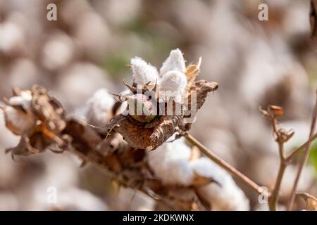 Ernte. Felder aus reifer Baumwolle mit offenen Mollen und flauschiger weißer Baumwolle. Israel Stockfoto