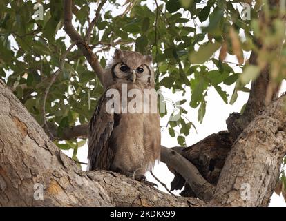 Verreaux's Eagle Owl, oder African Eagle Owl, Bubo lacteus hoch oben in einem Baum, Moremi Game Reserve, Okavango Delta, Botsuana Africa. Afrikanische Vögel Stockfoto
