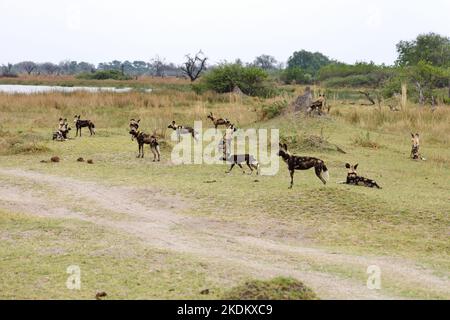 African Wild Dog Pack, Lycaon pictus, gefährdete Arten, Gruppe von afrikanischen Wildhunden im Moremi Game Reserve, Okavango Delta, Botswana Africa Stockfoto