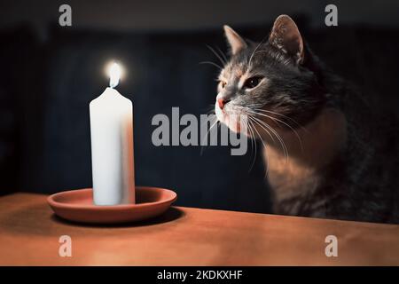 Eine merkwürdige graue Hauskatze schaut auf eine brennende Kerze, die auf dem Tisch steht. Stockfoto