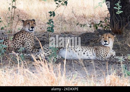 Zwei Erwachsene männliche Geparden, Acinonyx jubatus in der Wildnis, Chobe National Park, Botswana Africa. Gepard ist eine große Katze und gefährdete Tier. Stockfoto