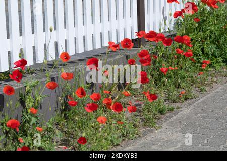 Klatsch-Mohn, Klatschmohn, an einem Gartenzaun, Mohnblume, Klatschrose, Mohn, Papaver rhoeas, Maismohnblume, Feldmohnblume, gemeiner Mohnblume, Maisrose, Flande Stockfoto