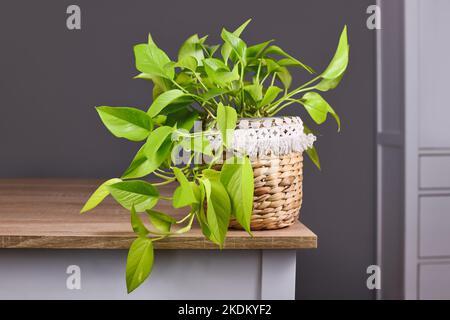 Tropische 'Epipremnum Aureum Lemon Lime'-Zimmerpflanze mit neongrünen Blättern im Blumentopf auf dem Tisch Stockfoto