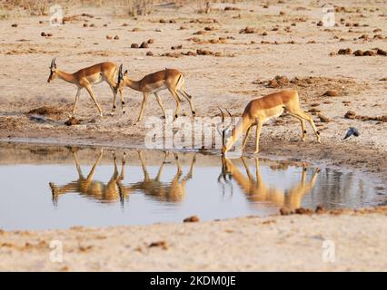 Impalas ( Aepyceros melampus ) trinken aus einem Wasserloch mit Reflexion, Chobe National Park Botswana Afrika. Afrikanisches Tier Stockfoto