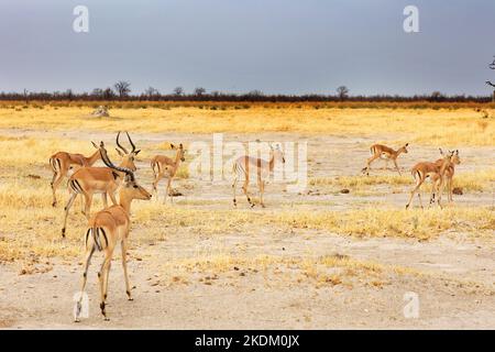 Eine kleine Herde Impalas, Aepyceros melampus, eine mittelgroße Antilope, auch bekannt als Rooibok, auf den Ebenen des Chobe National Park Graslandes in Botswana Afrika Stockfoto