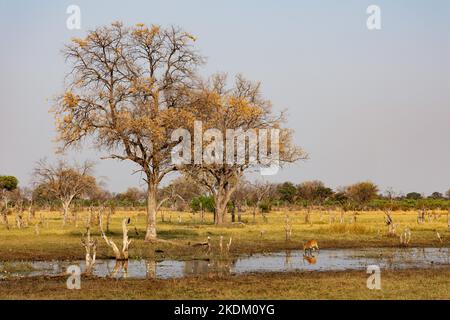 Afrikanische Landschaft; der Kwai-Fluss und die Kwai-Konzession, Moremi-Wildreservat, Okavango-Delta, Botswana-Afrika. Stockfoto