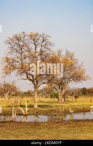 Afrikanische Landschaft; der Kwai-Fluss und die Kwai-Konzession, Moremi-Wildreservat, Okavango-Delta, Botswana-Afrika. Stockfoto