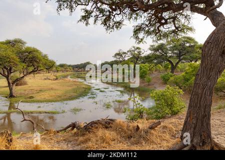 Afrikanische Landschaft - Bäume, die am frühen Morgen an den Kwai-Fluss angrenzen, Kwai-Konzession, Moremi Game Reserve, Okavango-Delta, Botswana-Landschaften in Afrika. Stockfoto