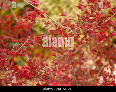 Nahaufnahme der roten Herbstblätter und Beeren des großen mehrjährigen Gartenstrauch oder kleinen Baumes Lagerstroemia indica Red Filli. Stockfoto