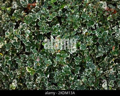 Nahaufnahme der weißen und grünen, immergrünen, mehrjährigen Gartenpflanze Euonymus fortunei Emerald Gaiety. Stockfoto