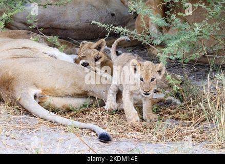 Löwenjungen Afrika - 1-2 Monate alte Jungen, einige saugen von ihrer Mutter, Okavango Delta, Botsuana Afrika Stockfoto