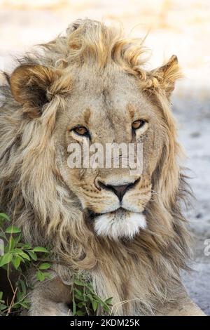 Erwachsener männlicher Löwe, Panthera leo, Blick direkt auf die Kamera, Nahaufnahme Porträt, Savuti, Chobe National Park, Botswana Africa Stockfoto