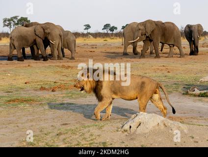 Ein erwachsener männlicher Löwe, Apex-Raubtier, der an Elefanten vorbeiläuft; Chobe National Park, Botswana, Afrika. Afrikanische Wildtierszene. Stockfoto