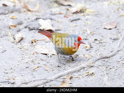 Erwachsener Rüde Grüner geflügelter Pytilia, Pytilia melba, formal Melba Finch, Chobe National Park Botswana Africa. Afrikanischer Vogel. Stockfoto