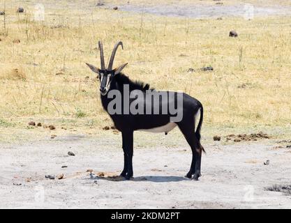Männliche Sable Antelope, Hippotragus niger, eine große Antilope des südlichen Afrikas; Seitenansicht; Chobe National Park Botswana Africa. Afrikanische Antilopen. Stockfoto