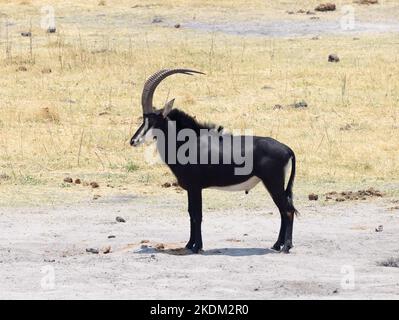 Männliche Sable Antelope, Hippotragus niger, eine große Antilope des südlichen Afrikas; Seitenansicht; Chobe National Park Botswana Africa. Afrikanische Antilopen. Stockfoto