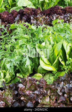 Selbstgewachsenes Gemüse - Rote und grüne Salatpflanzen Sorten, die in einem Garten wachsen, suffolk UK Stockfoto