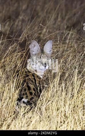 Serval Katze, Leptailurus serval, in der Wildnis bei Nacht, Chobe National Park, Botswana Afrika. Afrikanische Tierwelt Stockfoto