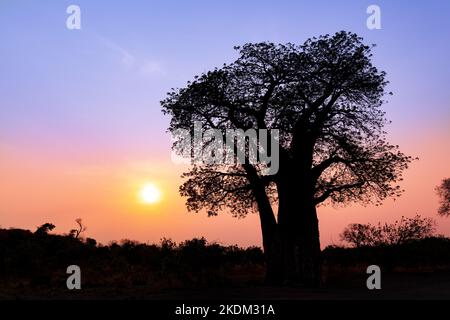 Farbenfroher Afrika-Sonnenaufgang mit einer Silhouette eines Baobab-Baumes im Vordergrund, Okavango Delta, Botswana Afrika. Afrikanischer Sonnenaufgang. Konzeptmorgen. Stockfoto