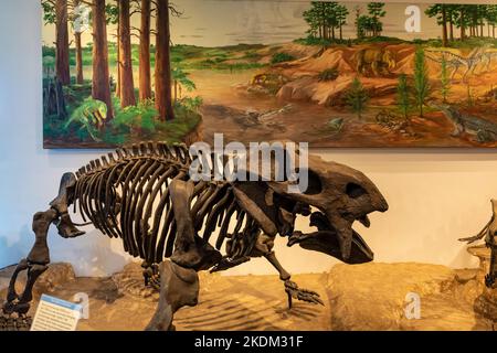 Fossil von Placerias hesternus im Rainbow Forest Museum, Petrified Forest National Park, Arizona, USA Stockfoto