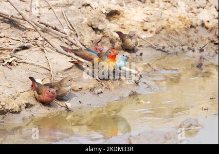 Bunte Vögel Afrika, Chobe National Park, Botswana Afrika. Männchen und Weibchen Rotschnabelfink (links); Melba-Finch und Blauer Wachsschnabel Stockfoto