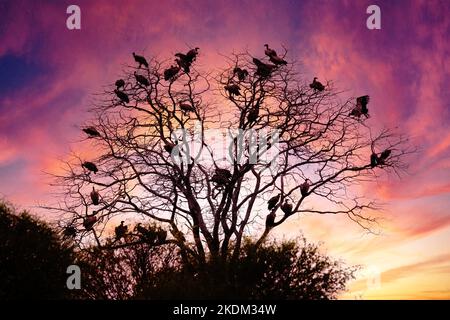 Farbenfroher afrikanischer Sonnenuntergang mit einer Silhouette von Geiern in einem Baum, Chobe National Park Botswana Africa. Sonnenuntergang in Afrika Stockfoto