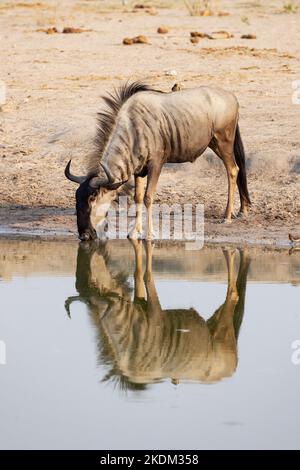 Blaues Wildebeest, Connochaetes taurinus, auch bekannt als Common Wildebeest, Tier trinkt an einem Wasserloch, mit Reflexion, Moremi Wildreservat, Botswana Afrika. Stockfoto