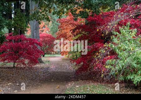 Acer Bäume in ihren vollen Farben der Herbstsaison Stockfoto