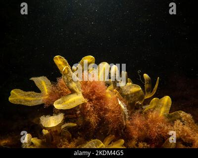 Nahaufnahme von Blasentang, auch bekannt als Blasenfucus, Popgrass, geschnittenes Unkraut, Kelpware, Seeständer, Schwein Unkraut reisig tang. Dies ist die ursprüngliche Quelle von Jod. Schwarzer Meerwasserhintergrund. Stockfoto