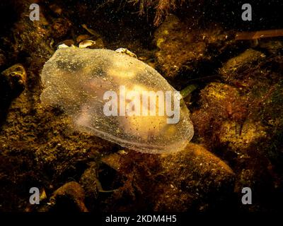 Nahaufnahme einer Mondqualle oder Aurelia aurita mit braunen Steinen im Hintergrund. Bild aus Oresund, Malmö Schweden. Tauchen mit kaltem Wasser Stockfoto