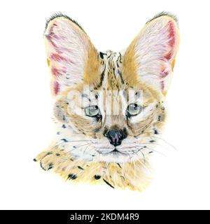 Serval in Aquarell gezeichnet. Abbildung des Porträts auf weißem Hintergrund Stockfoto