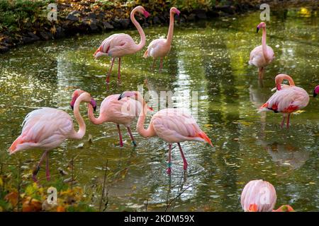 Rosa Flamingo Vogel Tier. Große Flamingos Phoenicopterus roseus , Landung, Gruppe. Vogelschar. Die Natur im Freien. Tierszene. Grasen im grünen Unterholz. Stehen Sie in flachem Wasser Stockfoto