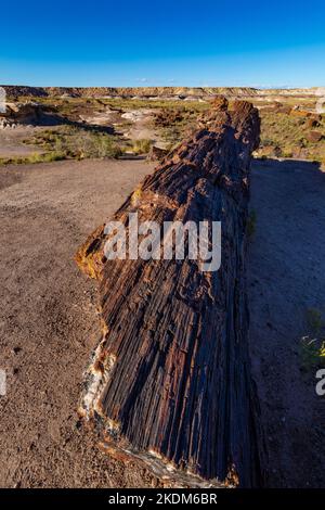 Wunderschönes versteinertes Holz des Regenbogenwaldes entlang des Giant Logs Trail, Petrified Forest National Park, Arizona, USA Stockfoto