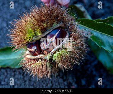 Kastanienschalen aus nächster Nähe. Reife rohe Edelkastanie mit Haut in der offenen dornigen Schale, Erntezeit, Herbstsaison. Stockfoto