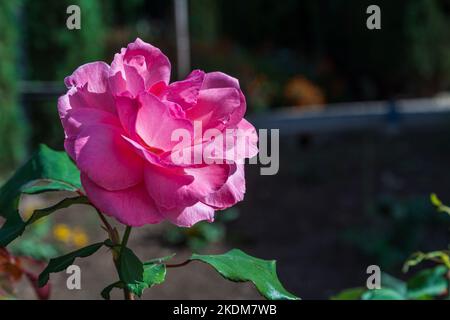 Nahaufnahme von Rosen im Sonnenlicht Stockfoto