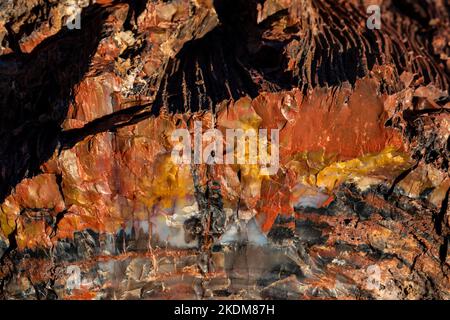 Wunderschönes versteinertes Holz des Regenbogenwaldes entlang des Giant Logs Trail, Petrified Forest National Park, Arizona, USA Stockfoto