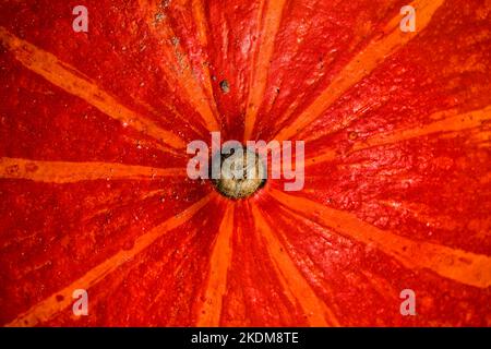 Detail eines Red kuri Squash Stockfoto