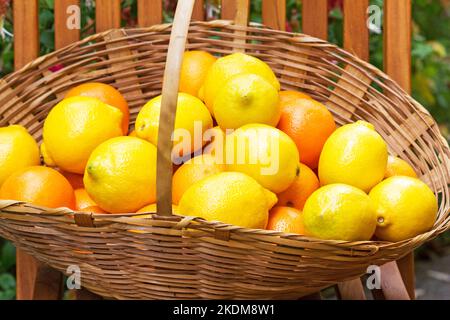 Korb mit Marineorangen und sizilianischen Zitronen Stockfoto