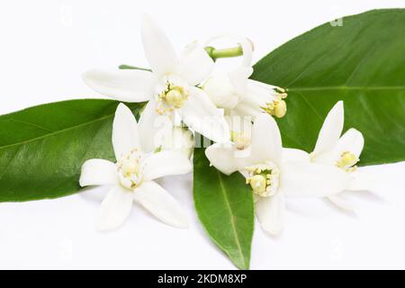 Marinelanborangenblüten auf weißem Hintergrund Stockfoto