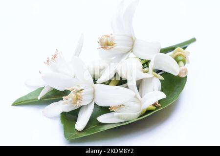 Marinelanborangenblüten auf weißem Hintergrund Stockfoto