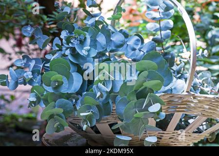 Eukalyptus verzweigt sich in einem Korb Stockfoto