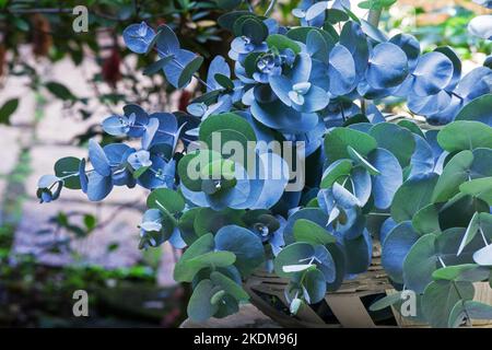 Eukalyptus verzweigt sich in einem Korb Stockfoto