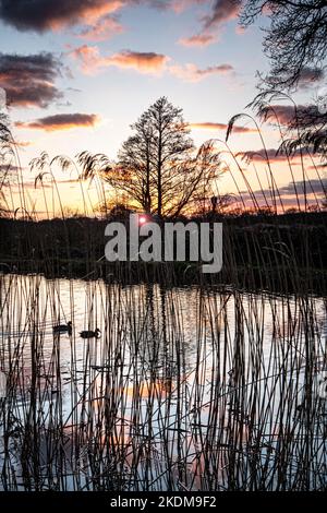 River Wey Winter Sonnenuntergang Abenddämmerung mit einem Paar Mallard Enten auf dem Weg zu ihrem nächtlichen Zufluchtsort, gesehen durch getrocknete Winter-Flussreben River Wey Ripley Surrey UK Stockfoto