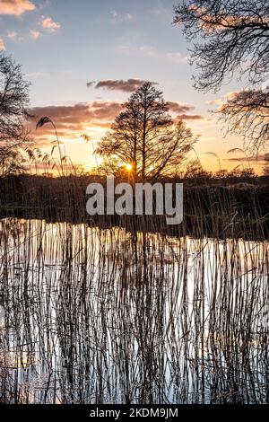 River Wey Winter Sonnenuntergang Dämmerung, durch getrocknete Winter Flussreben River Wey Ripley Surrey UK gesehen Stockfoto