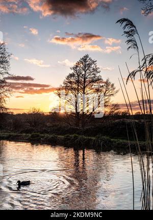 River Wey bei Sonnenuntergang in der Abenddämmerung mit einer mallardischen Ente, die sich auf den nächtlichen Rückzugsort River Wey Ripley Surrey UK macht Stockfoto